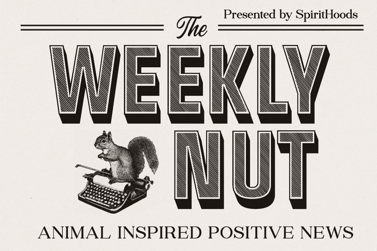The Weekly Nut - Positive Animal Inspired News