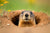 A groundhog peaking out of its hole