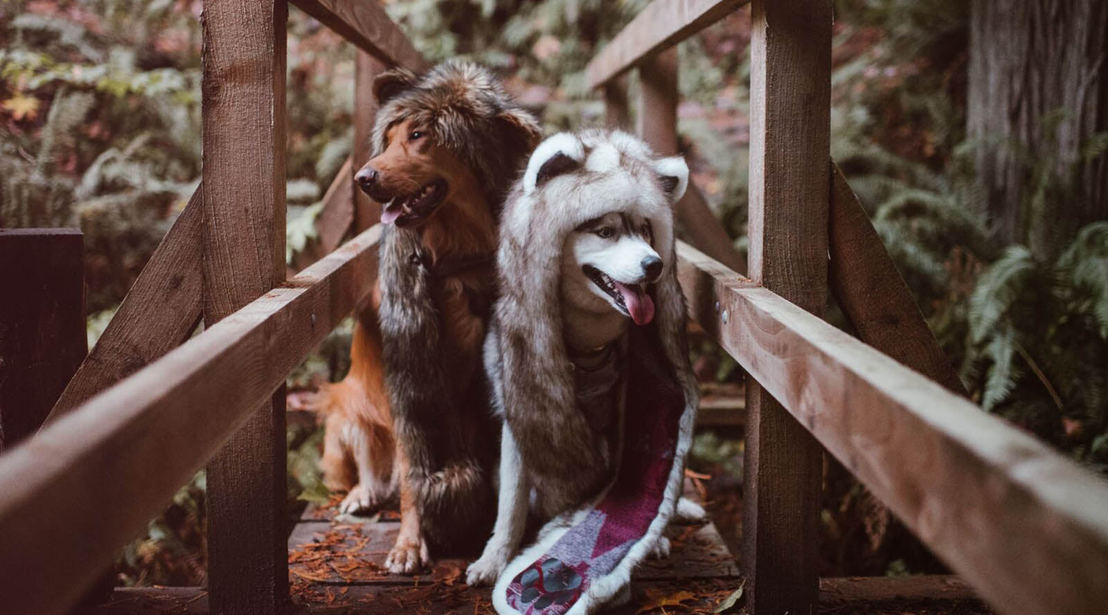 33 Times Dogs Proved They Are The Best SpiritHoods Models