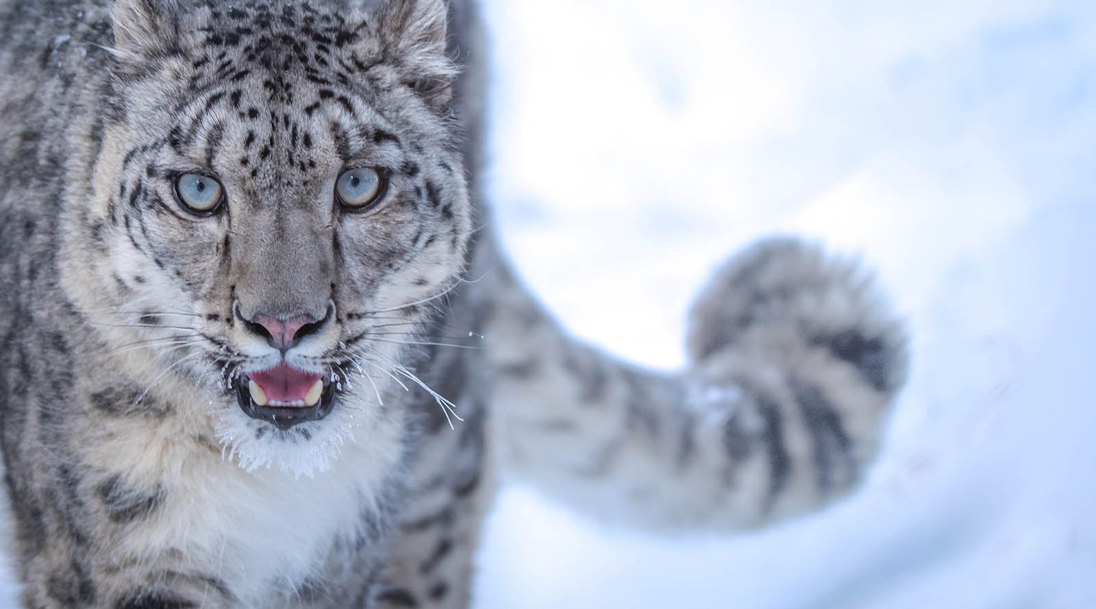 10 Reasons Your Spirit Animal Might Be a Snow Leopard