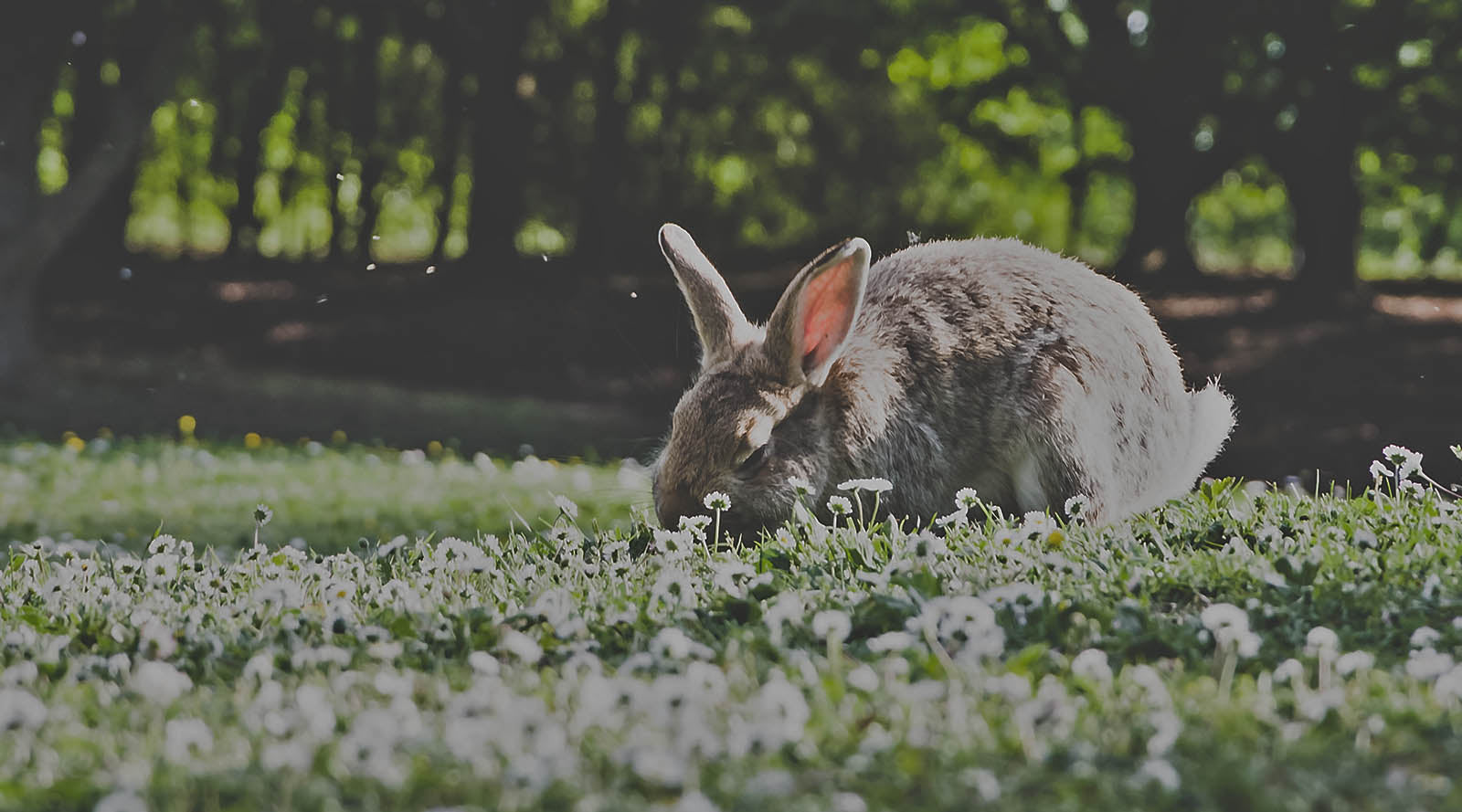 10 Reasons Your Spirit Animal Might Be A Bunny Rabbit