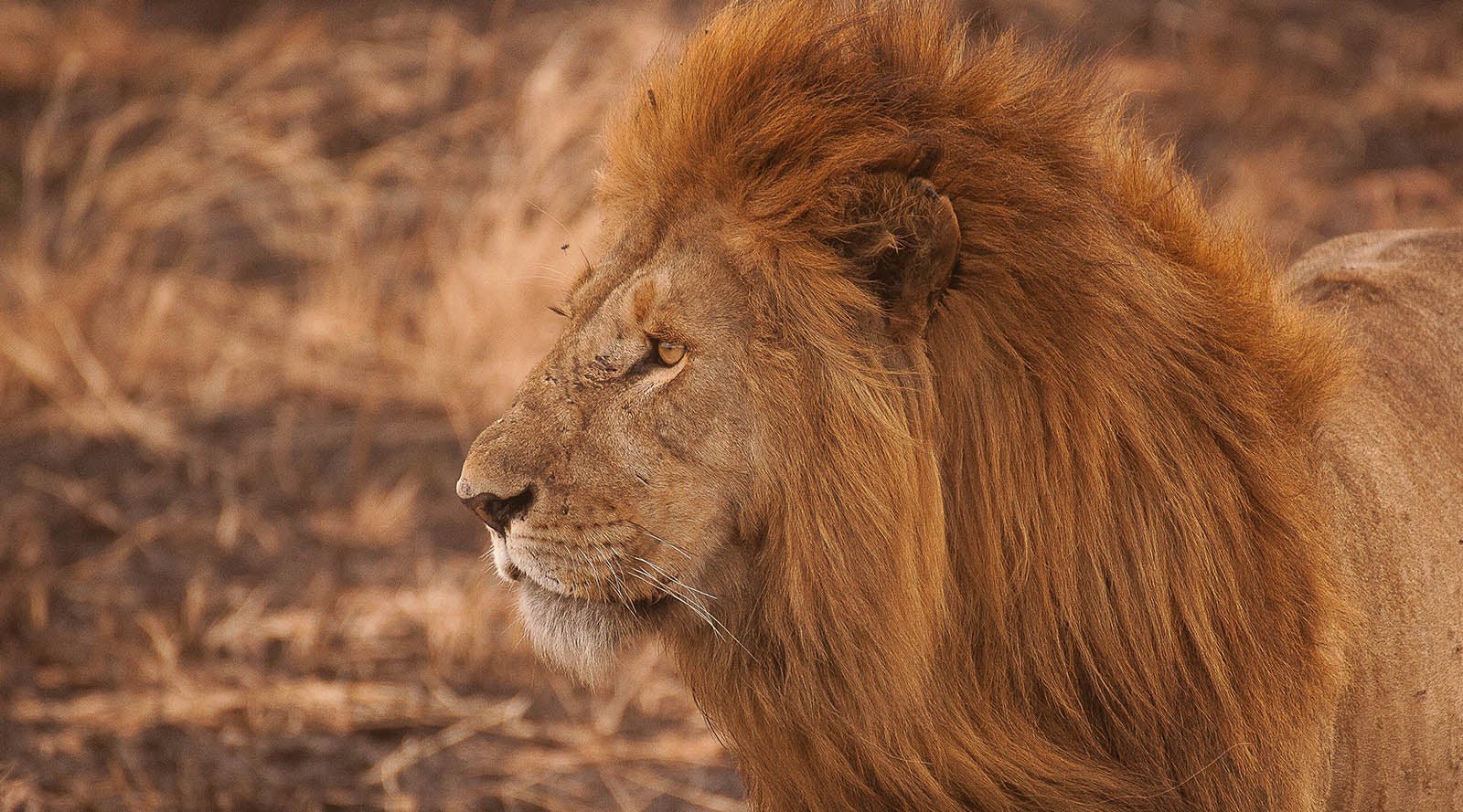 10 Reasons Your Spirit Animal Might Be a Big Cat Pt. 1