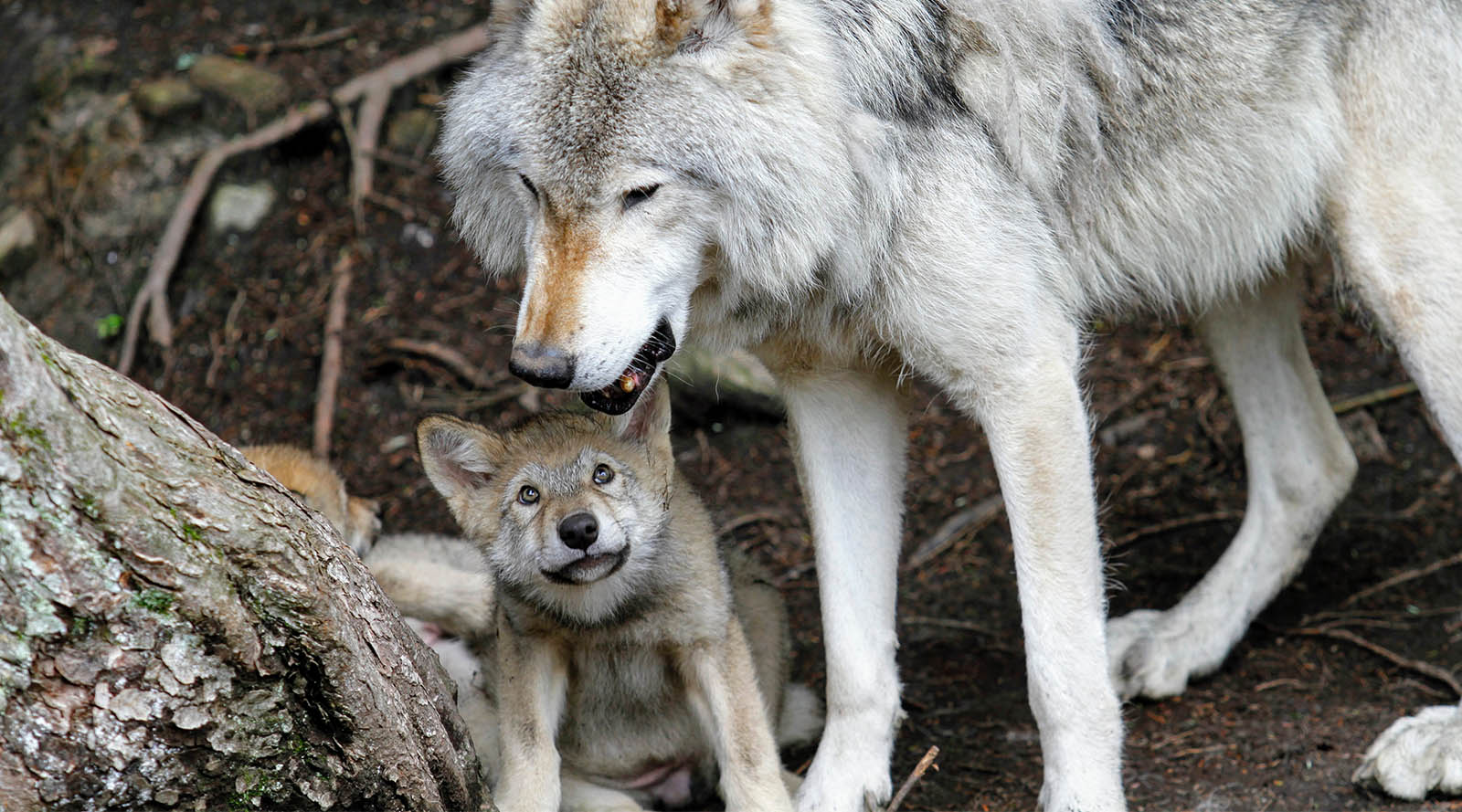 10 Reasons Why Your Spirit Animal Might Be A Wolf