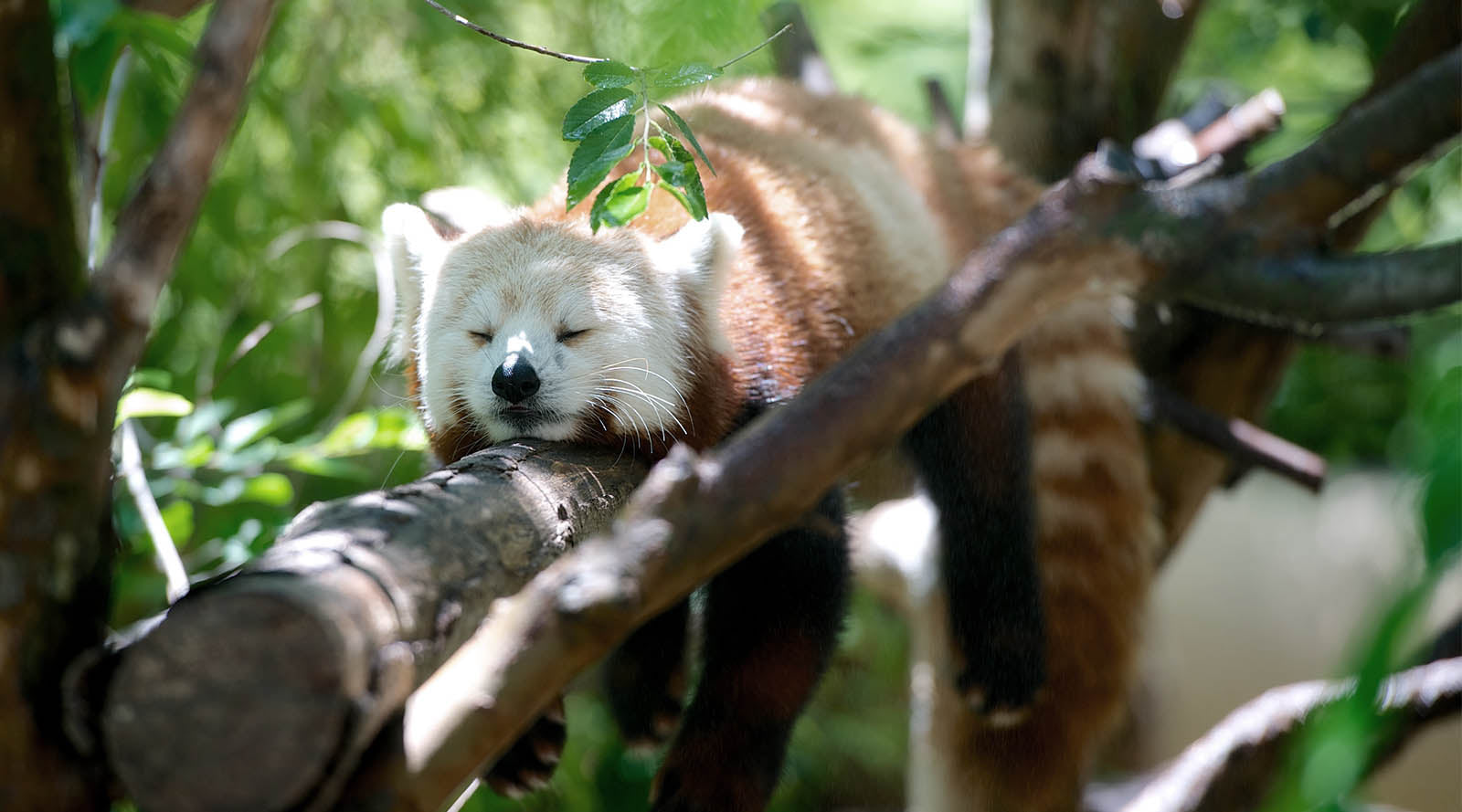 10 Reasons Why Your Spirit Animal Might Be a Red Panda