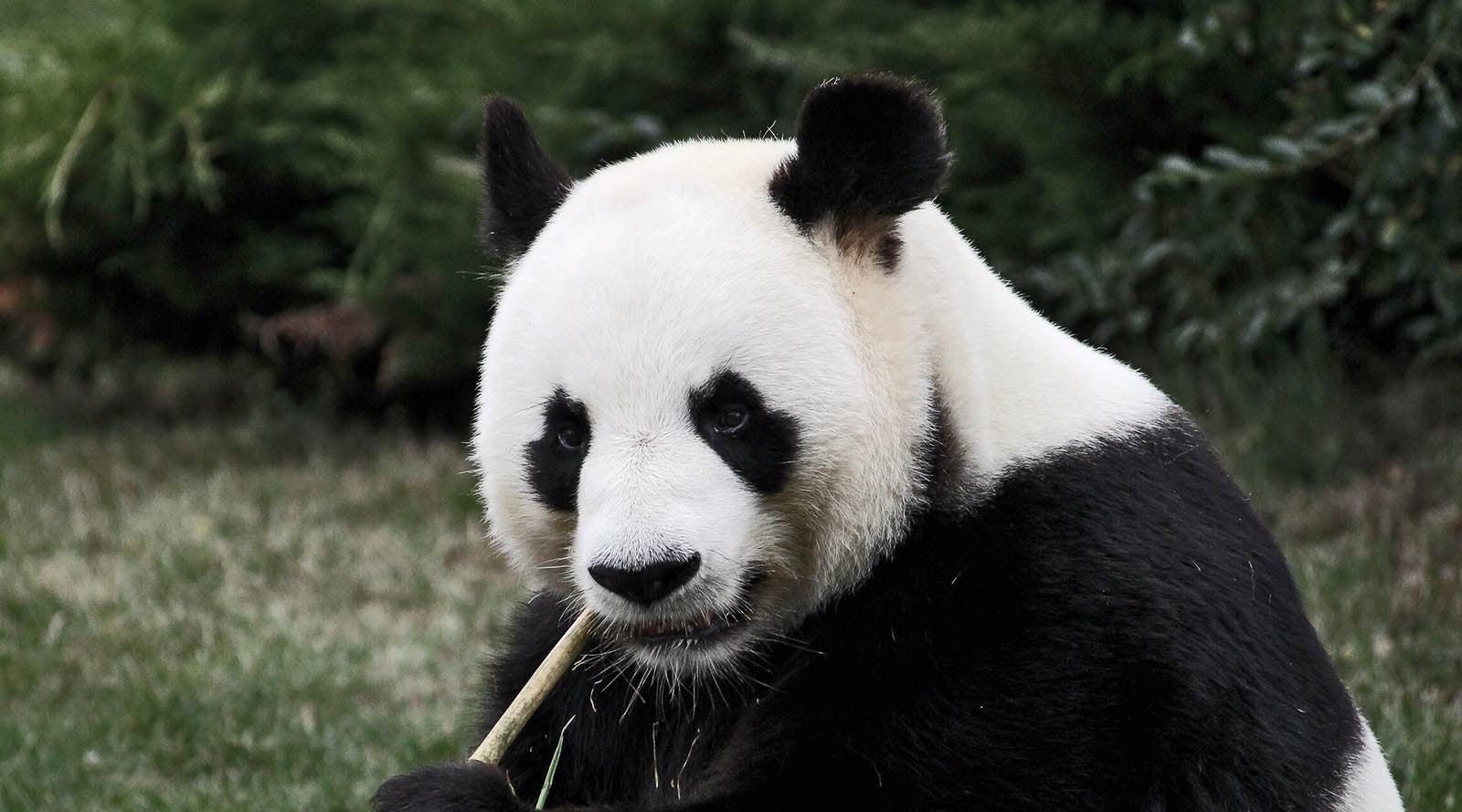 panda eating bamboo