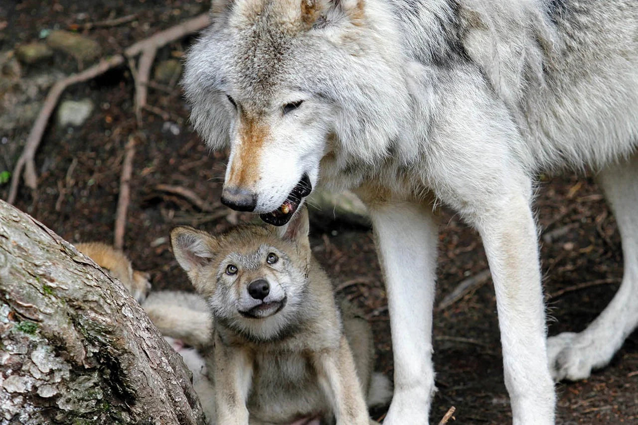 10 Reasons Why Your Spirit Animal Might Be A Wolf