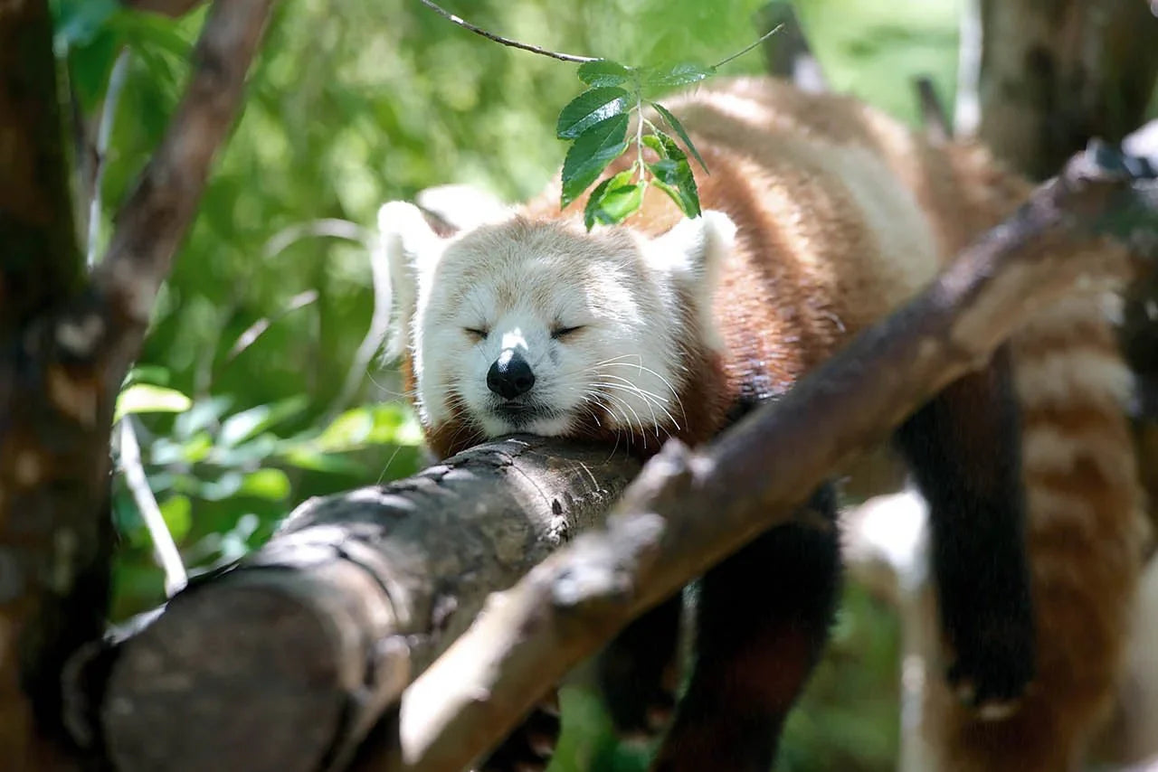 10 Reasons Why Your Spirit Animal Might Be a Red Panda
