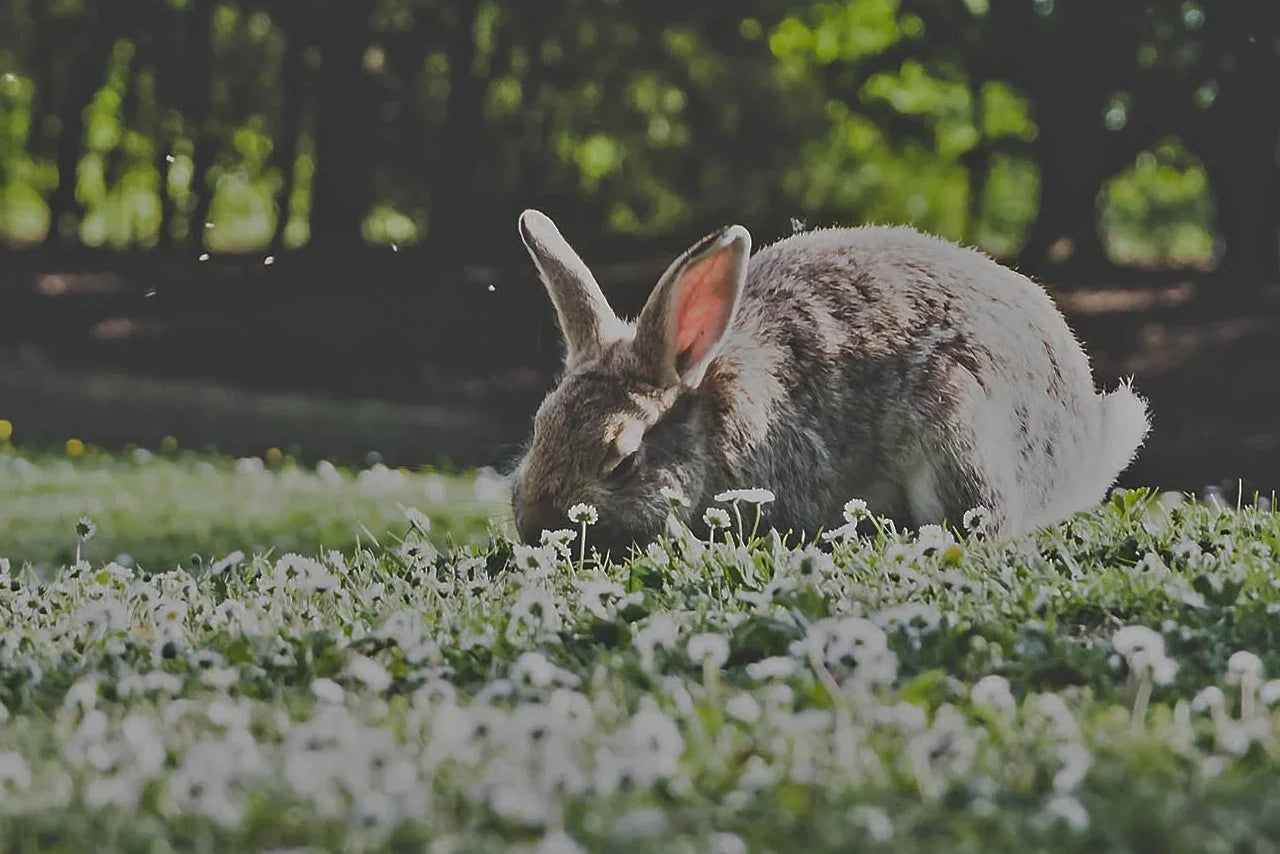 10 Reasons Your Spirit Animal Might Be A Bunny Rabbit