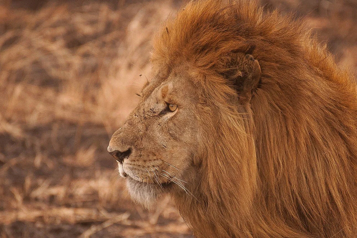 10 Reasons Your Spirit Animal Might Be a Big Cat Pt. 1