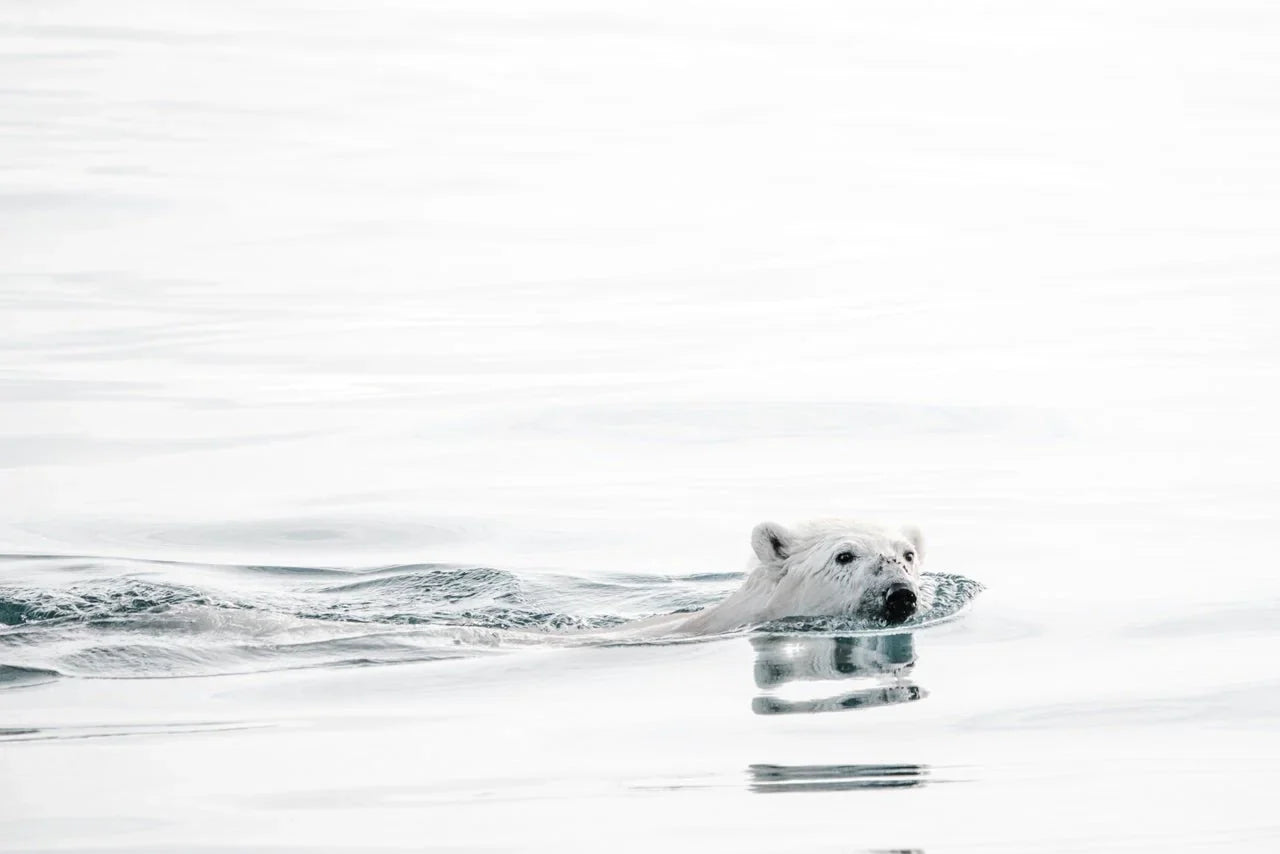 10 reasons to roar about Polar Bears International