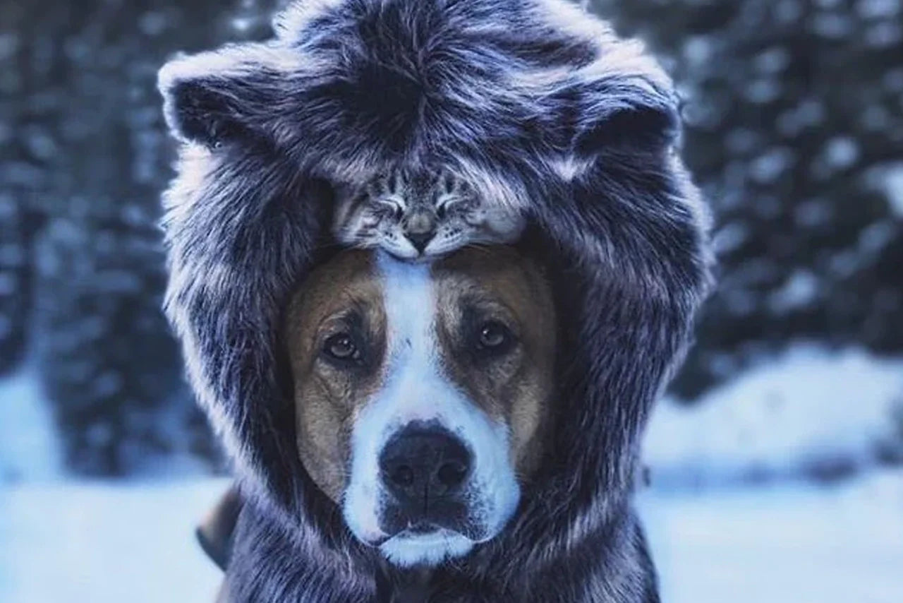 15 Cute Photos That Will Melt Your Heart
