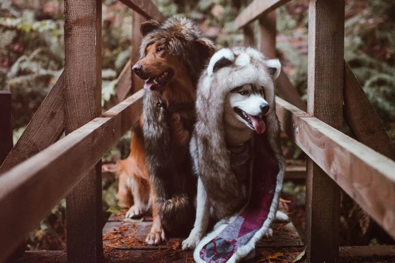 33 Times Dogs Proved They Are The Best SpiritHoods Models