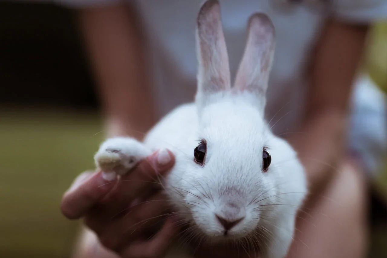 5 Facts About California’s Plans to Ban Animal-Tested Products