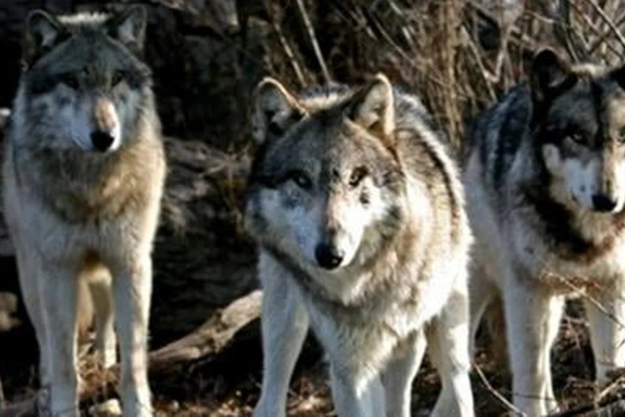 5 Reasons Why Your Spirit Animal is Part Grey Wolf