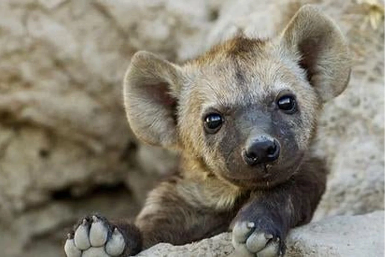 7 Ridiculously Funny Hyenas We All Can Relate To