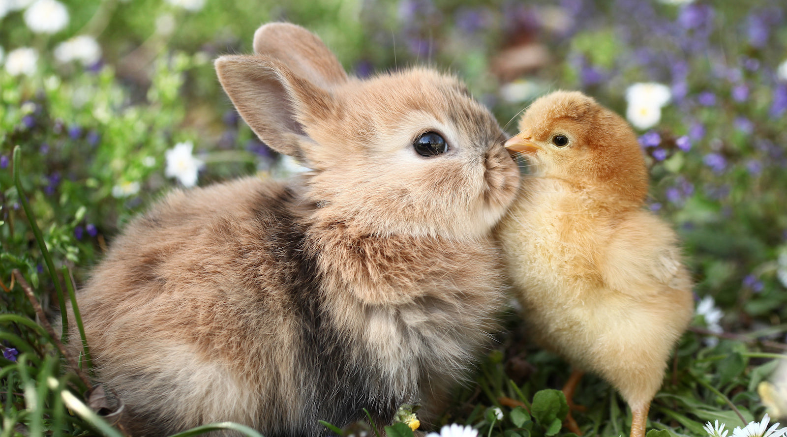 bunny and baby chick