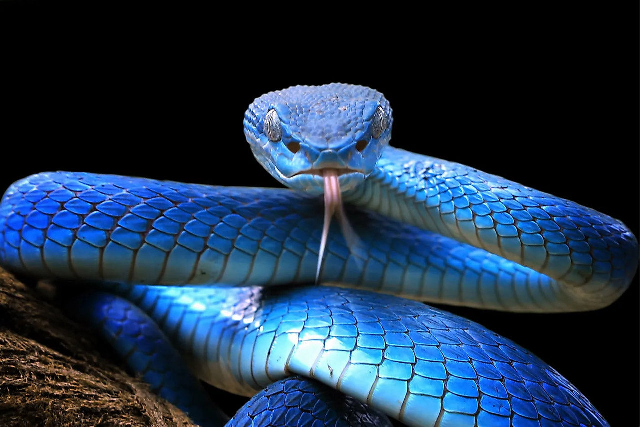 SPIRIT ANIMALS: IS THE SNAKE YOUR ANIMAL GUIDE?