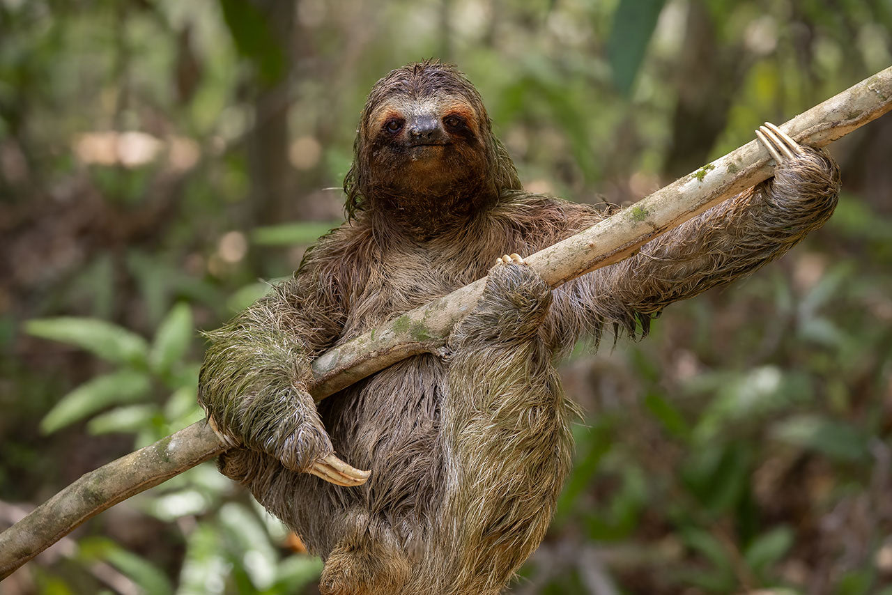 True or False - Funny Facts About Animal Poo!