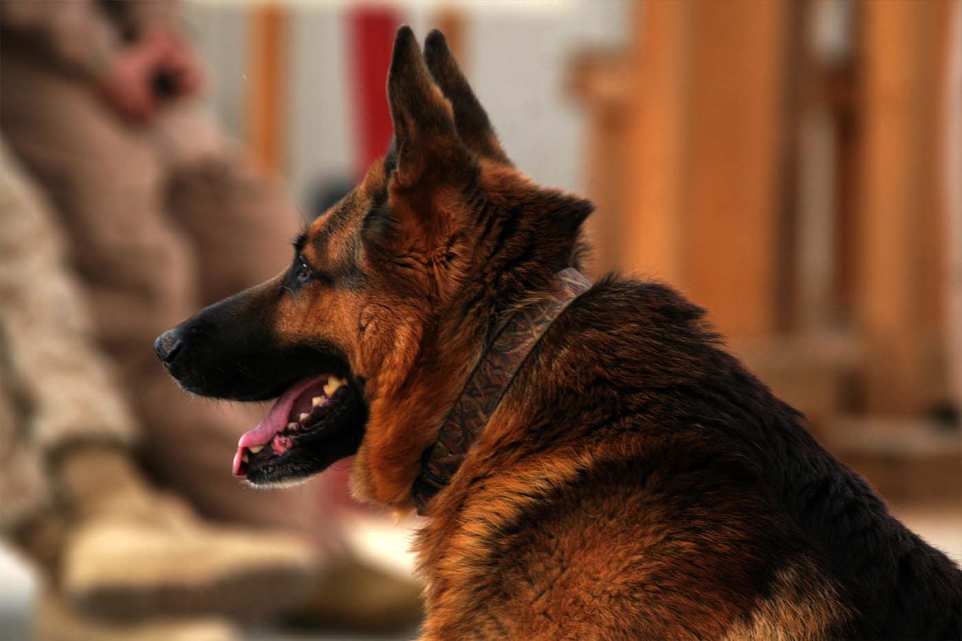 German Shepherd