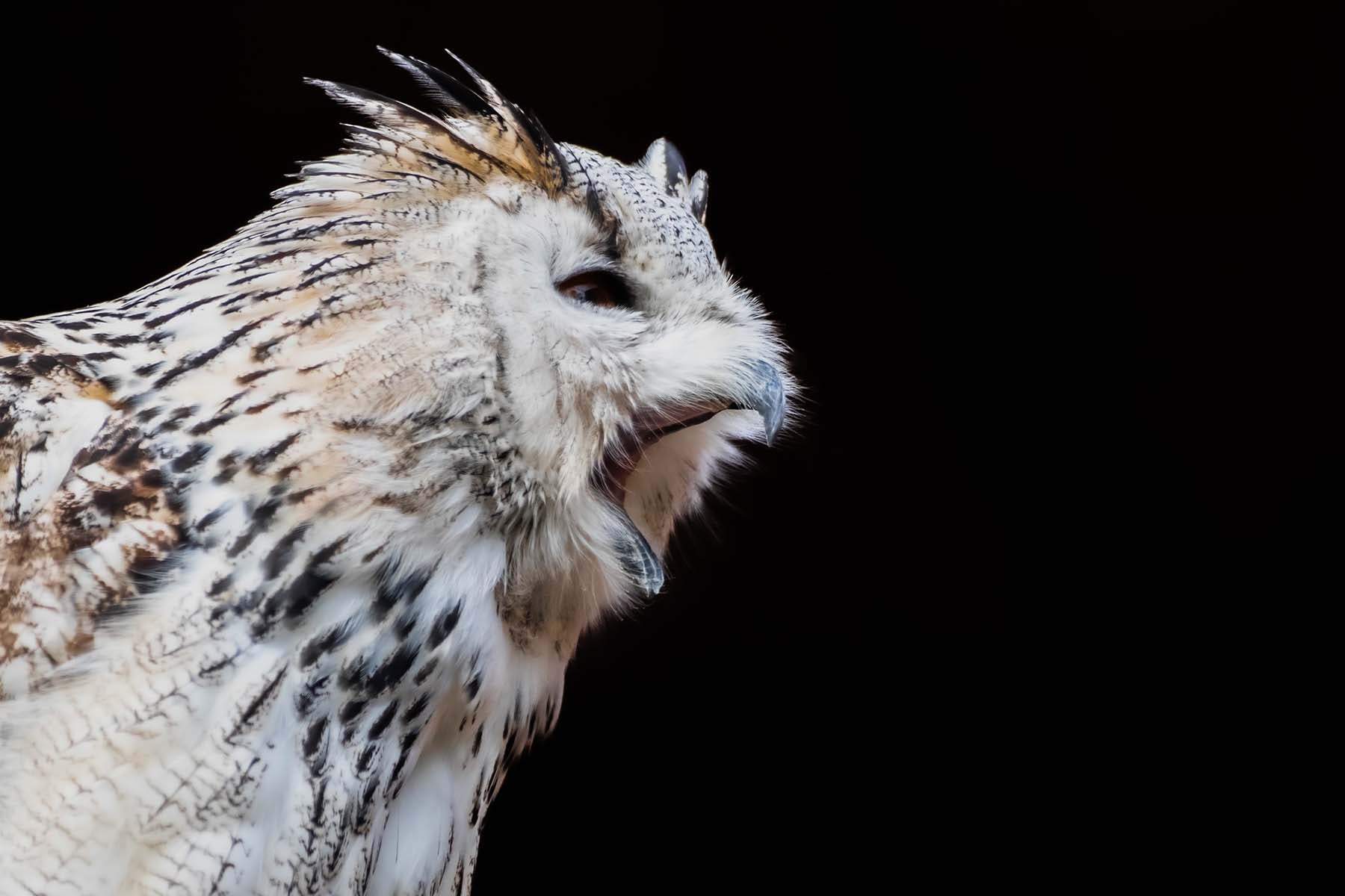 owl with mouth open