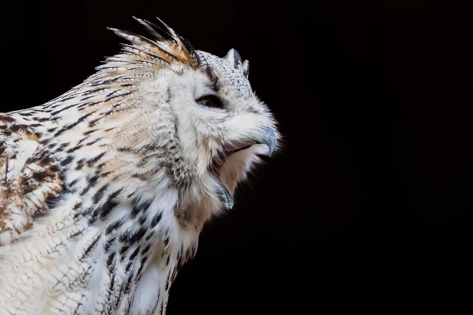 owl with mouth open