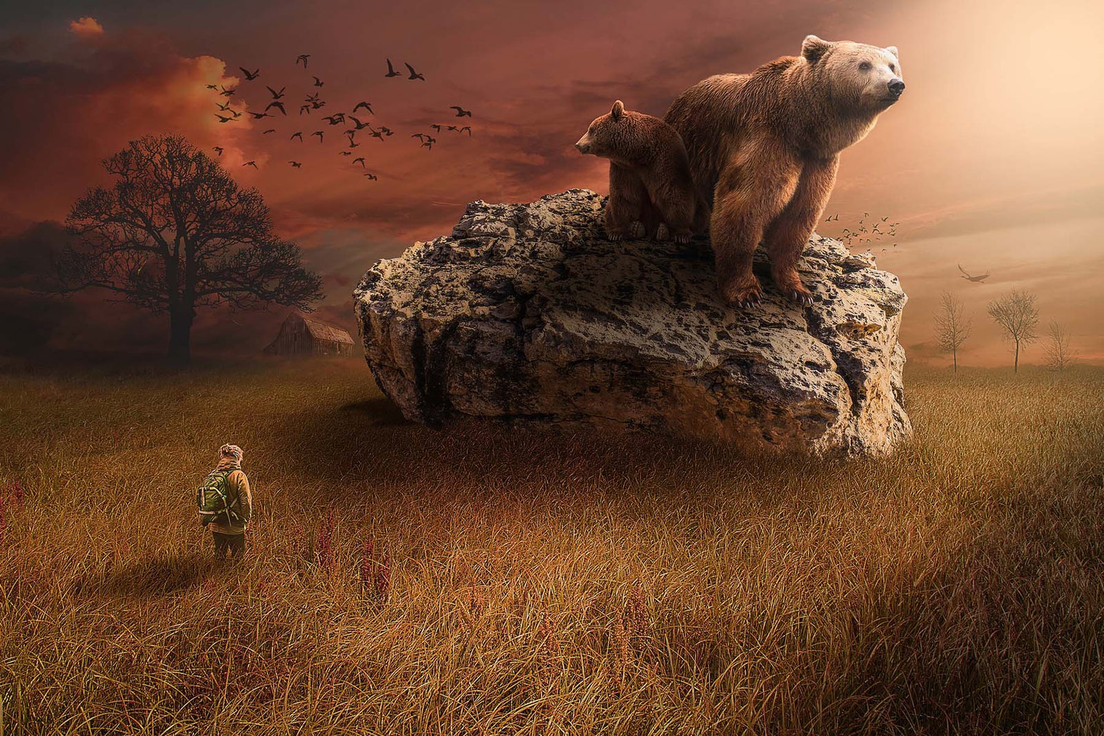 grizzly bear standing on large rock
