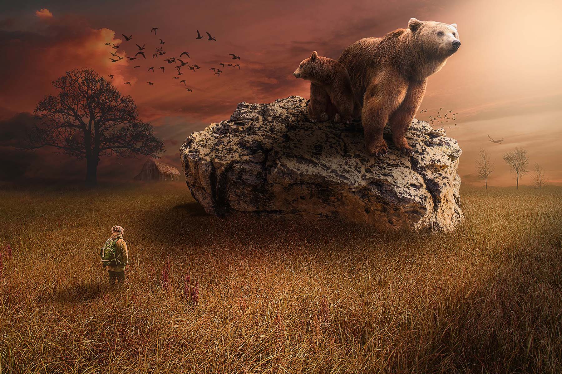 grizzly bear standing on large rock
