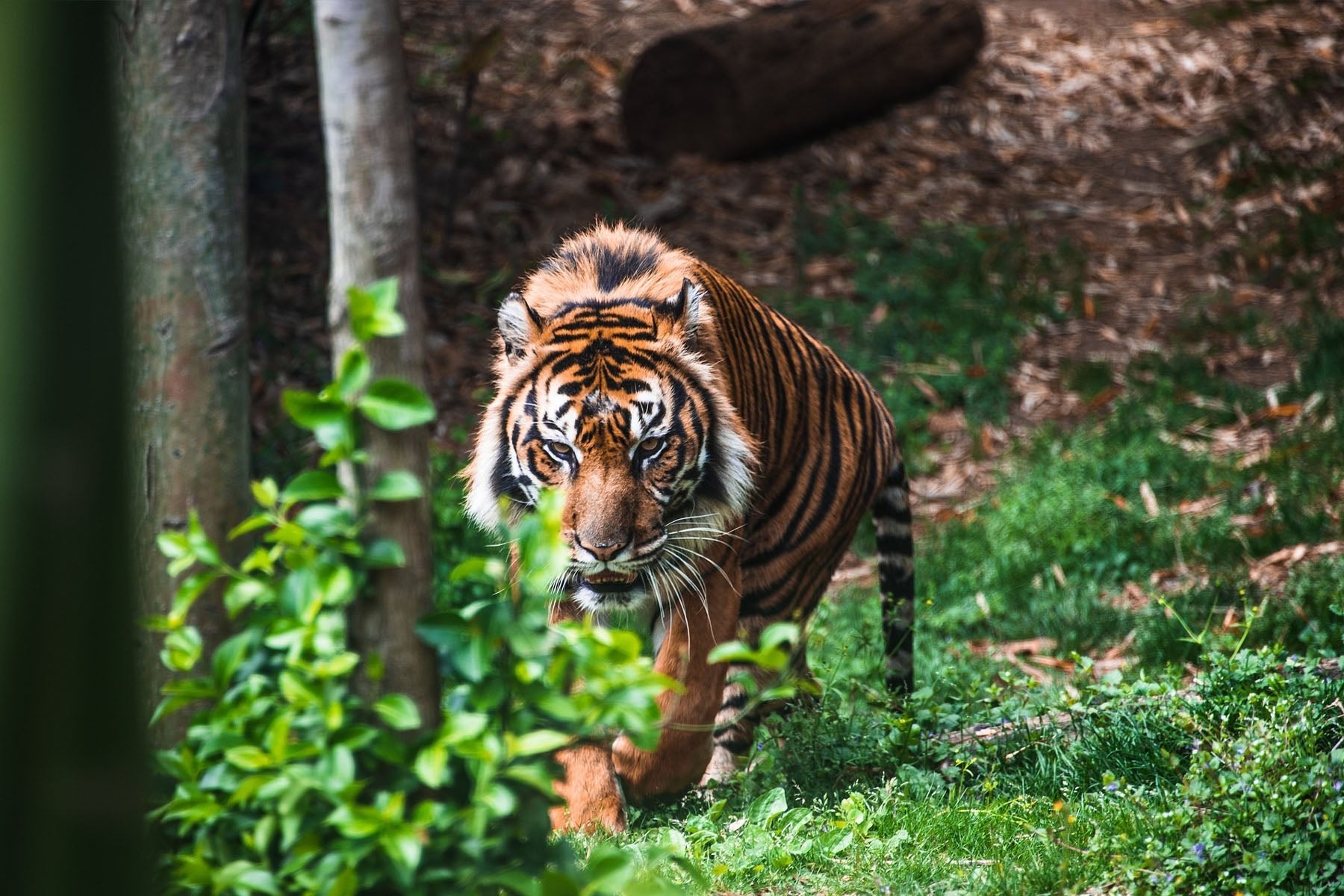 Everything To Know About Saving Endangered Animals