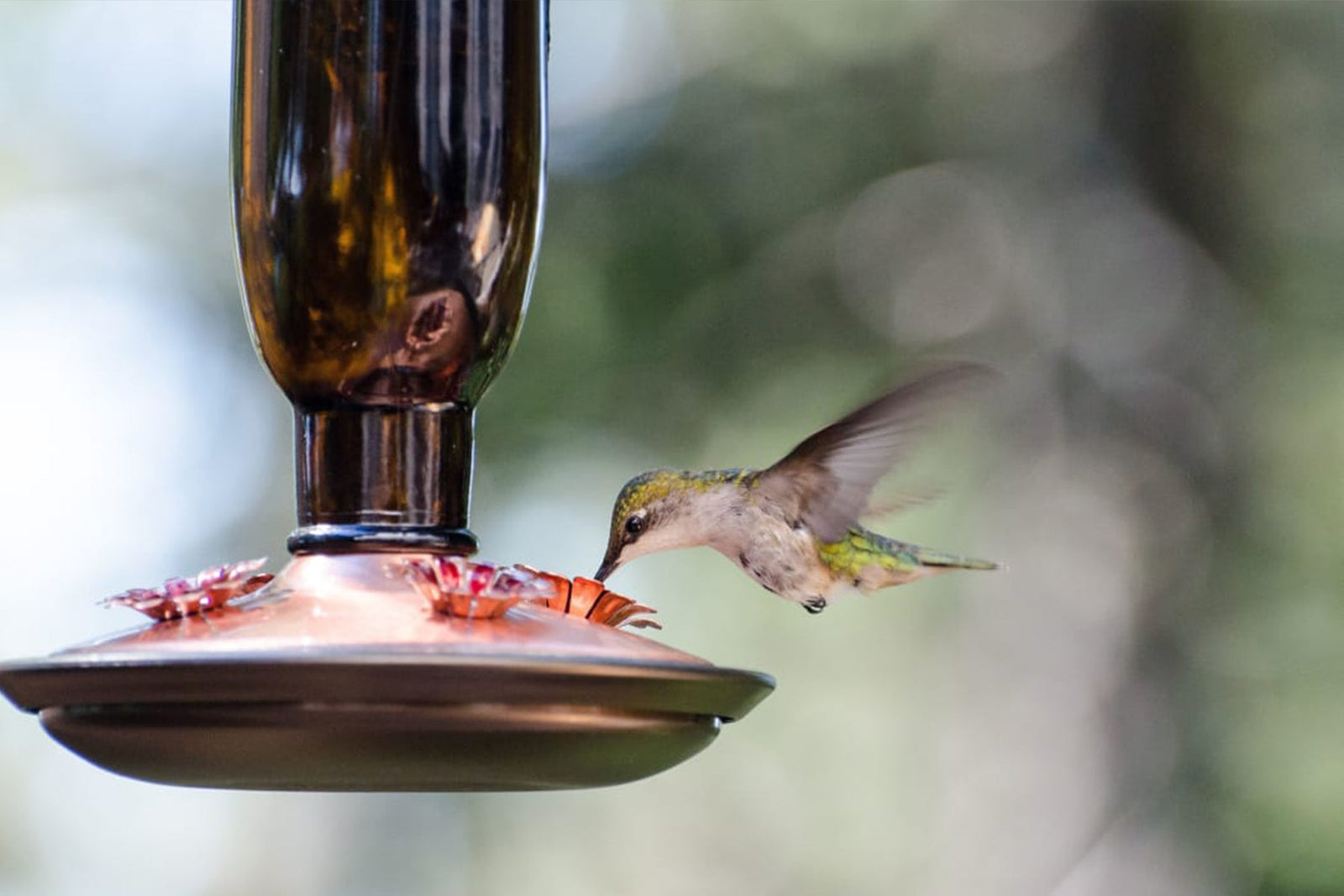 bird eating and drinking out of birdfeeder