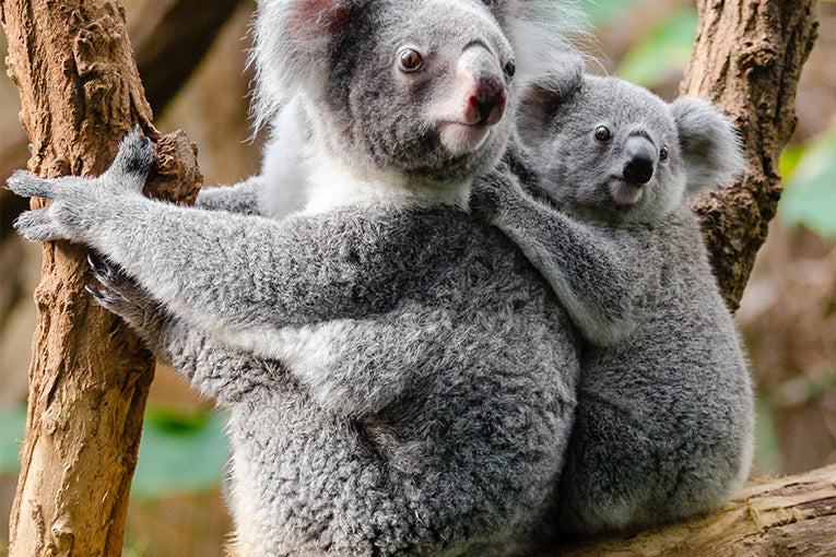 two koalas sitting on tree holding each other affected by wildfires