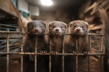 Countries That Have Banned Fur Farming