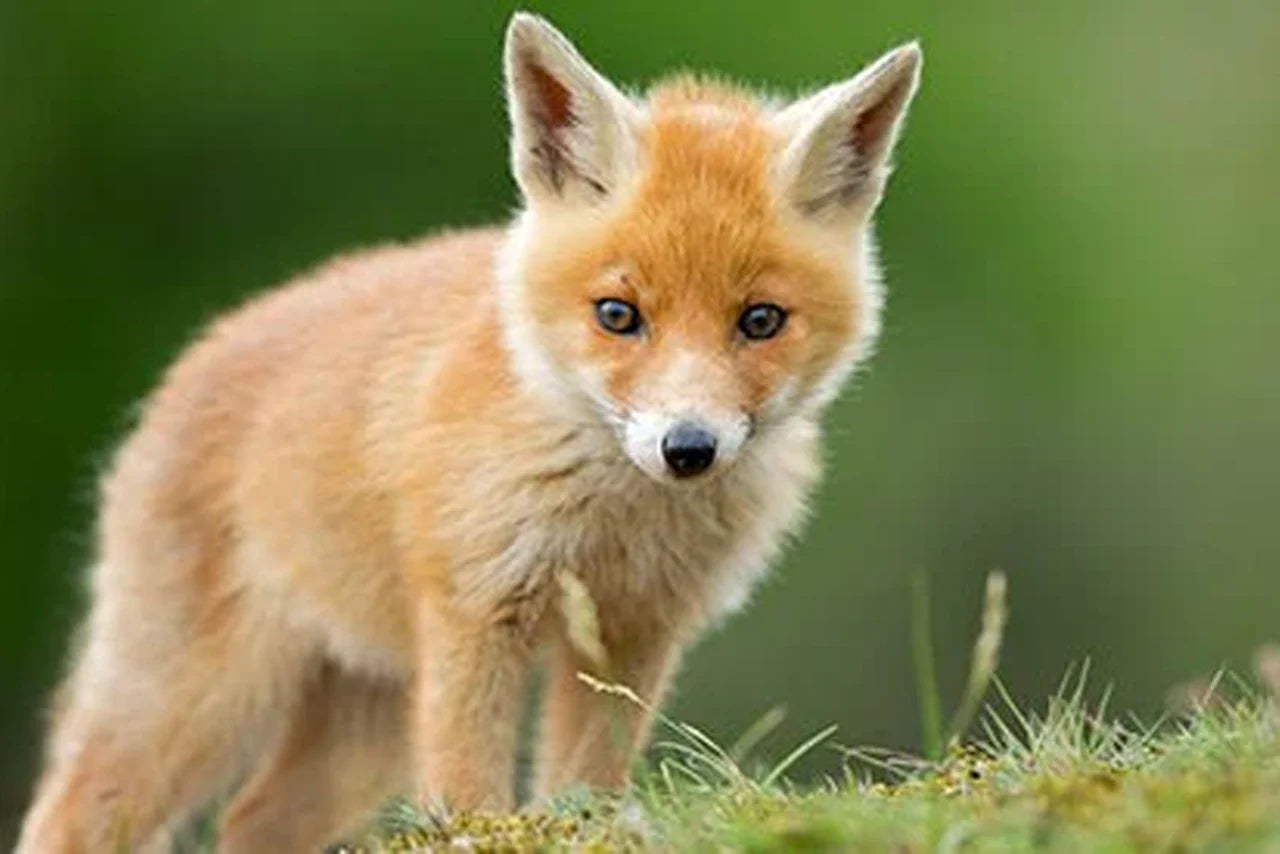 Hope For a Fur-Free World