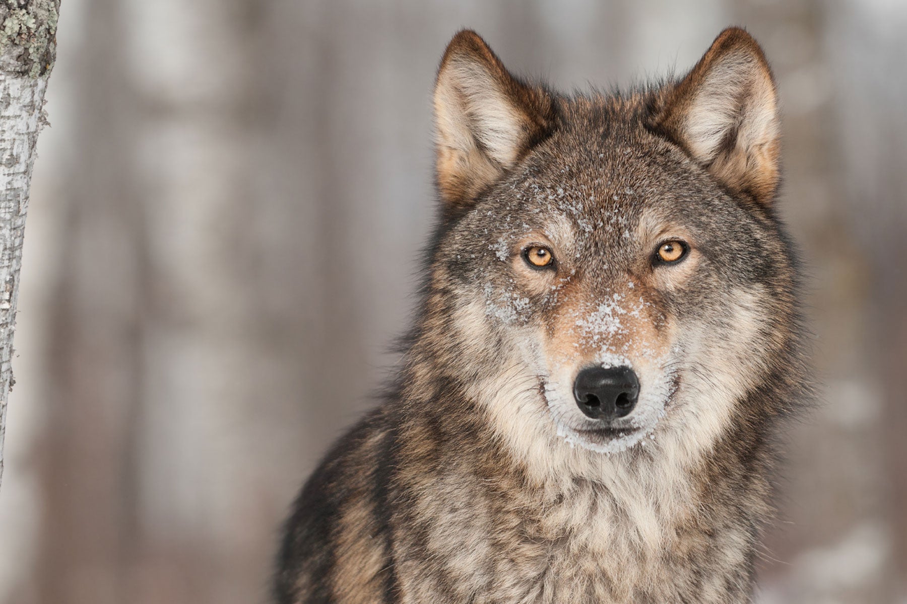 25 Awesome Facts About Grey Wolves
