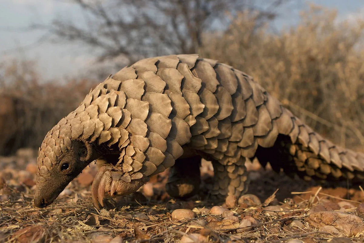 Meet the Pangolin!