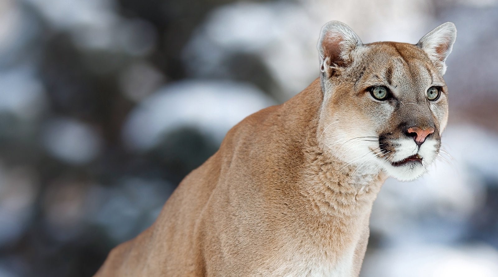 mountain lion in snow