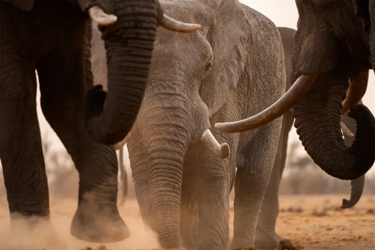 SPIRIT ANIMALS: IS THE ELEPHANT YOUR ANIMAL GUIDE?