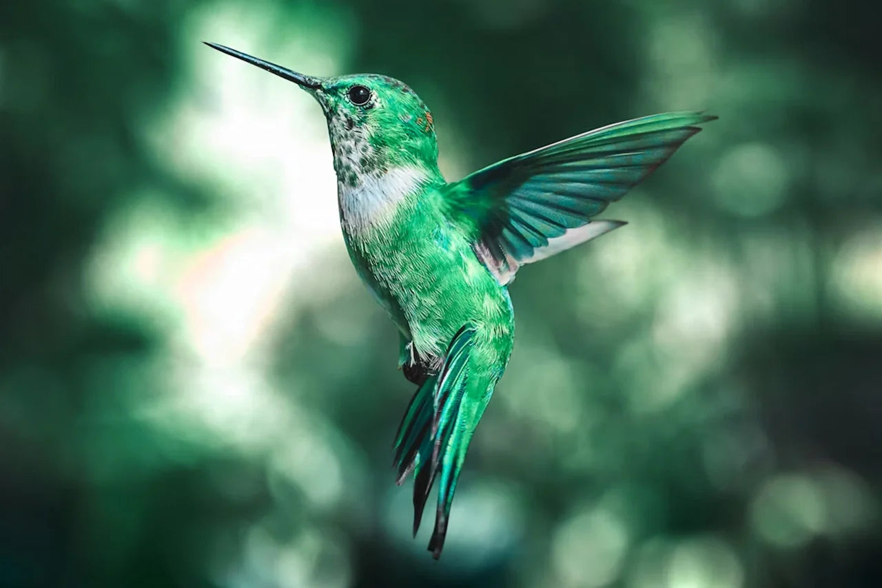 SPIRIT ANIMALS: IS THE HUMMINGBIRD YOUR ANIMAL GUIDE