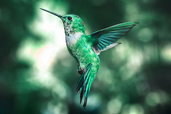 SPIRIT ANIMALS: IS THE HUMMINGBIRD YOUR ANIMAL GUIDE