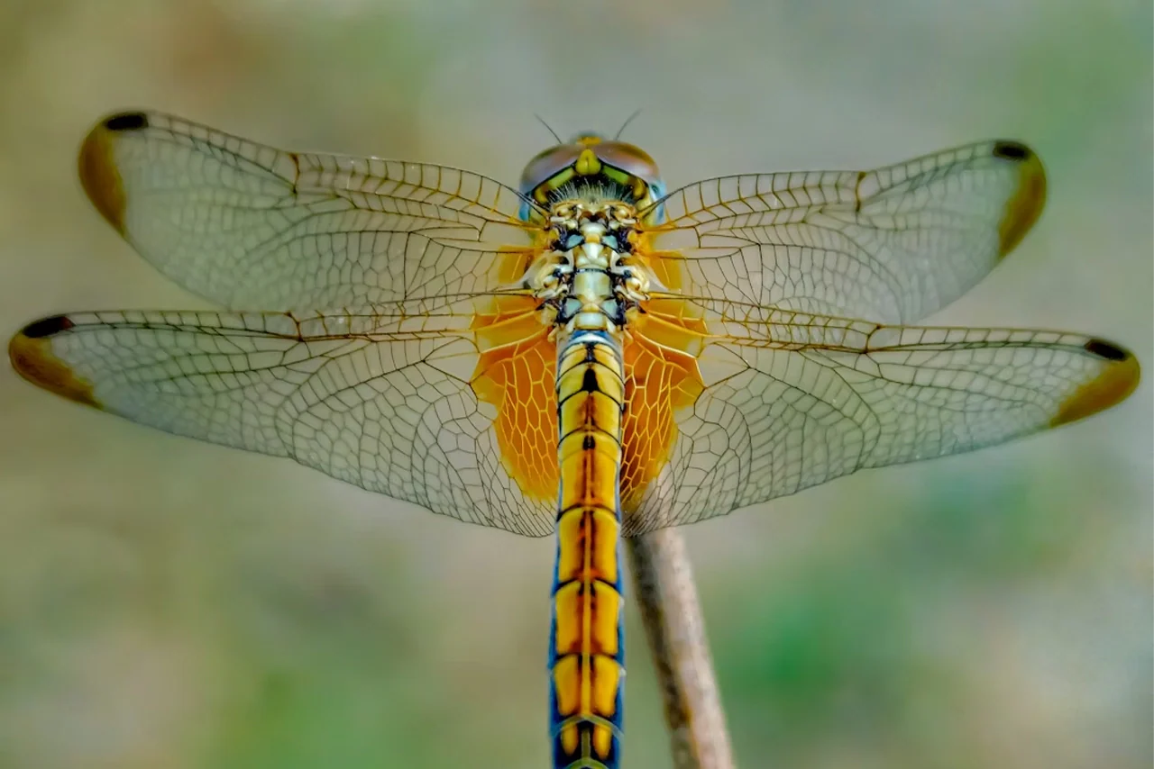 SPIRIT ANIMALS: IS THE DRAGONFLY YOUR YOUR ANIMAL GUIDE