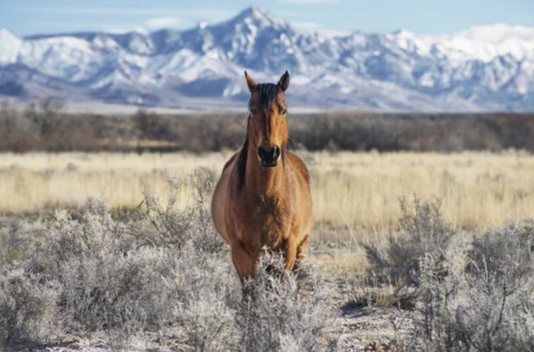 Spirit Animals: Is the horse your Animal guide