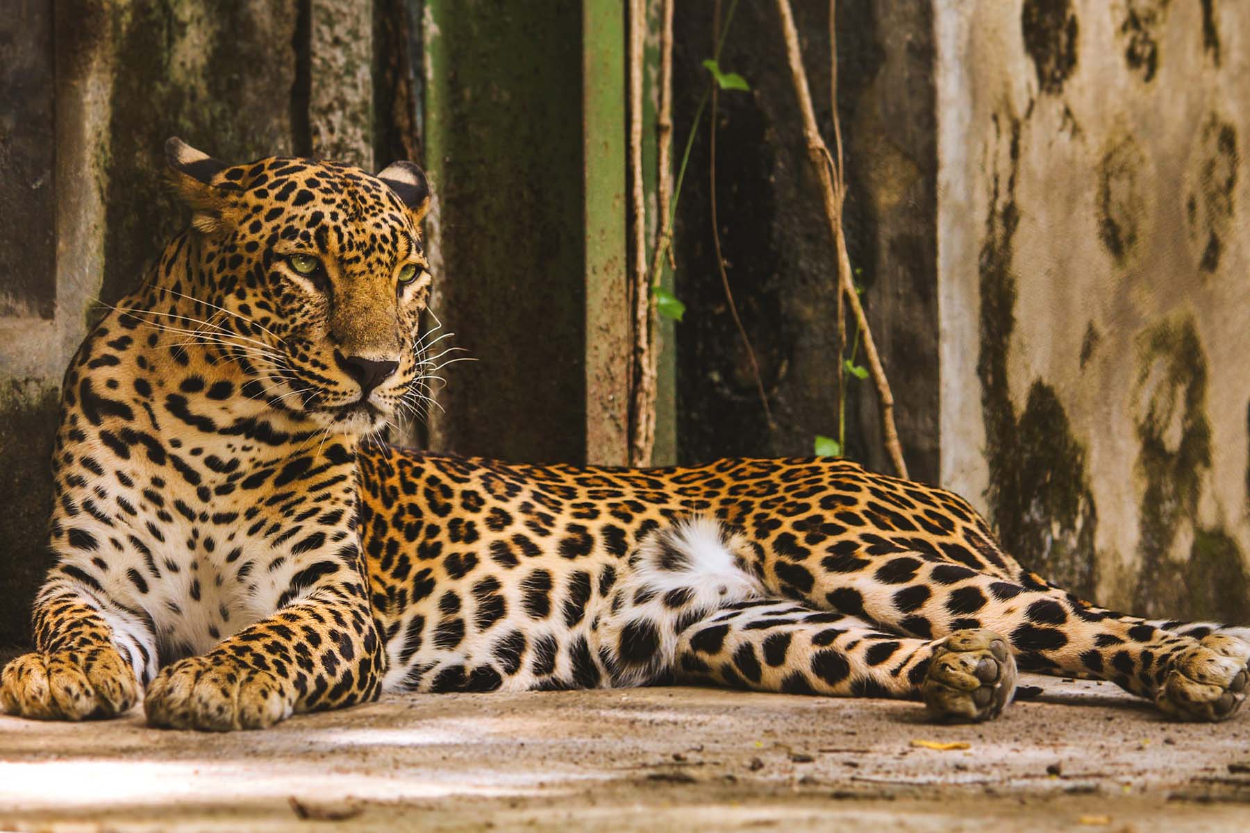 Leopard lying down and relaxing