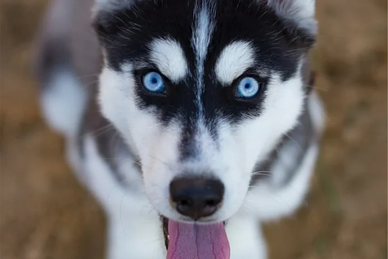 SpiritHoods Top 10 Instagram Dogs