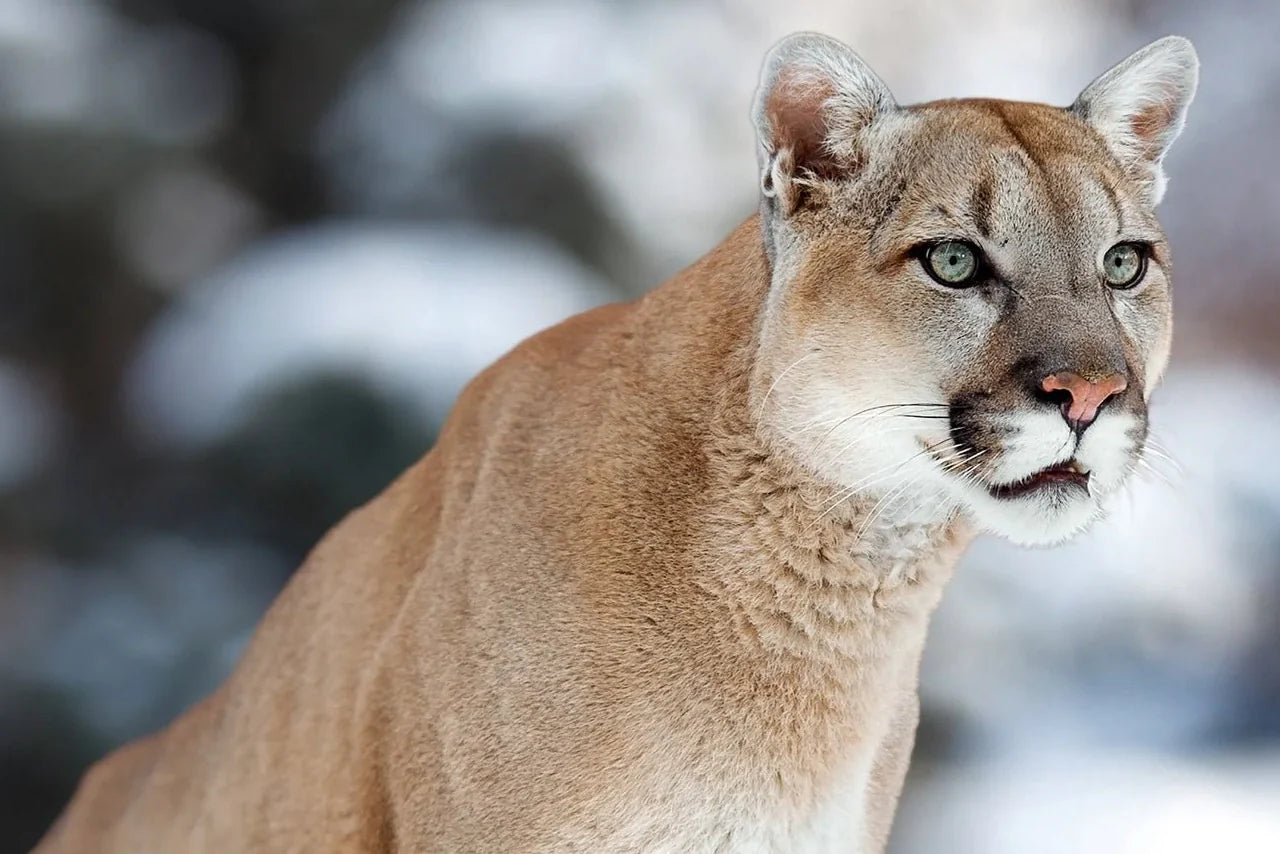 What would you do if this animal showed up at your door?