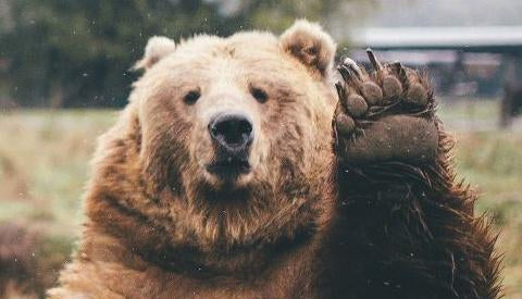 10 Reasons Your Spirit Animal Might Be A Bear