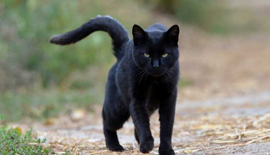 5 Reasons Why Your Spirit Animal is Part Black Cat