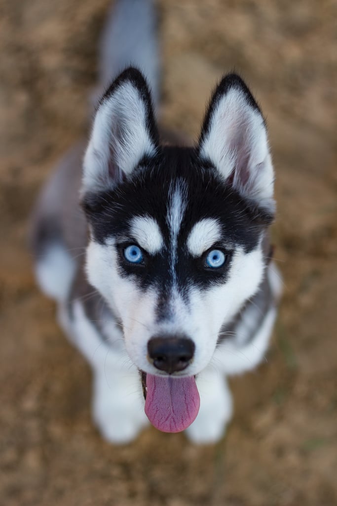 husky staring up with tongue sticking out