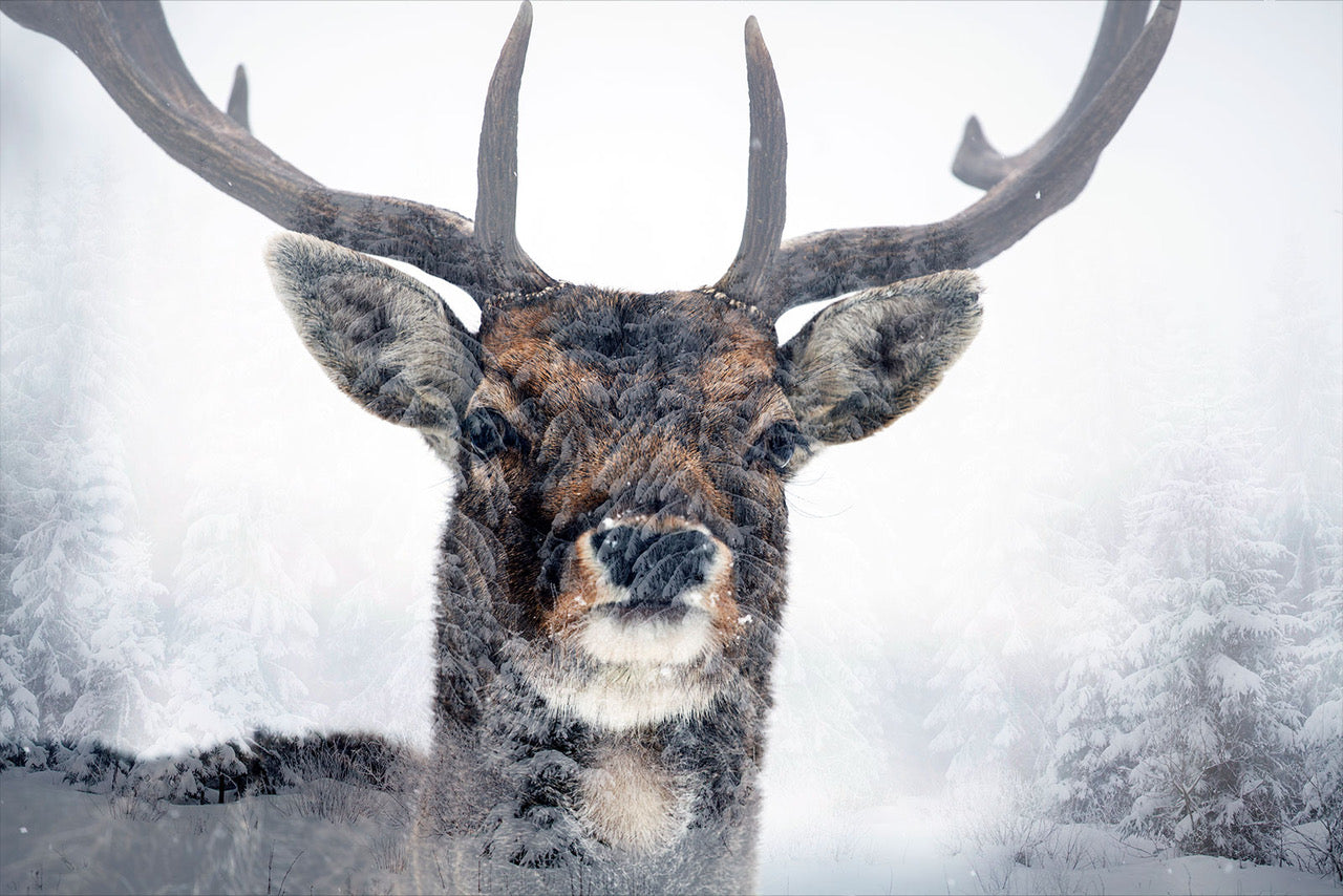 Spirit Animals: Is the Deer Your Animal Guide?