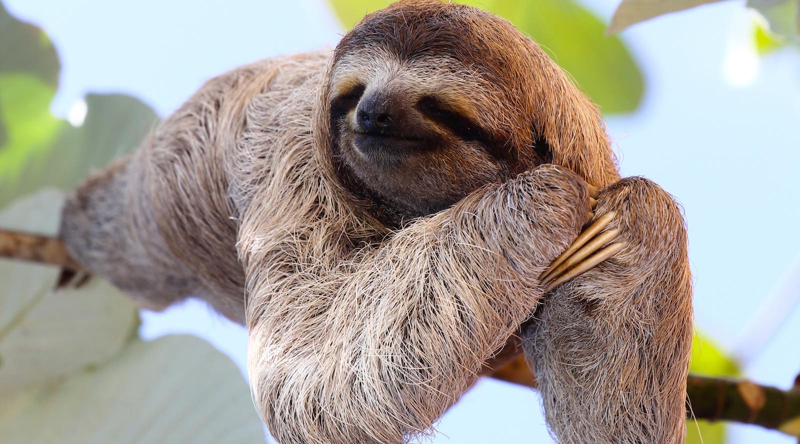 sloth hanging out on branch
