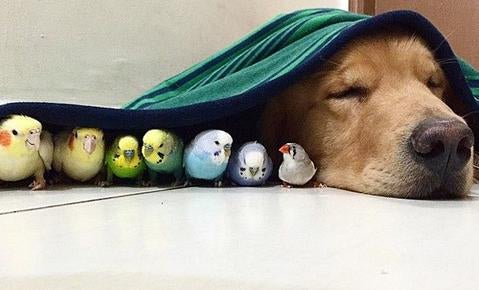 10 Reasons Why Golden Retrievers are the Best Besties