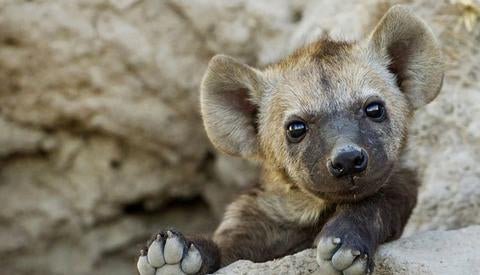 7 Ridiculously Funny Hyenas We All Can Relate To